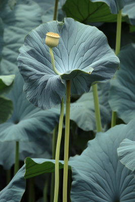 绿色简约节气清新意境背景