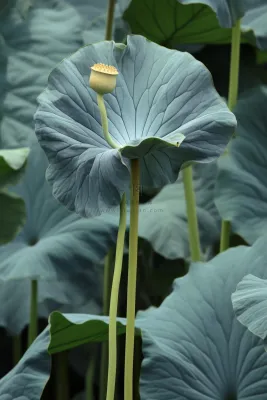 绿色简约节气清新意境背景 绿色简约节气清新意境背景