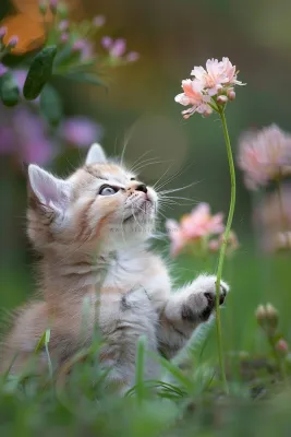 猫咪宠物猫可爱动物摄影图 猫咪宠物猫可爱动物摄影图