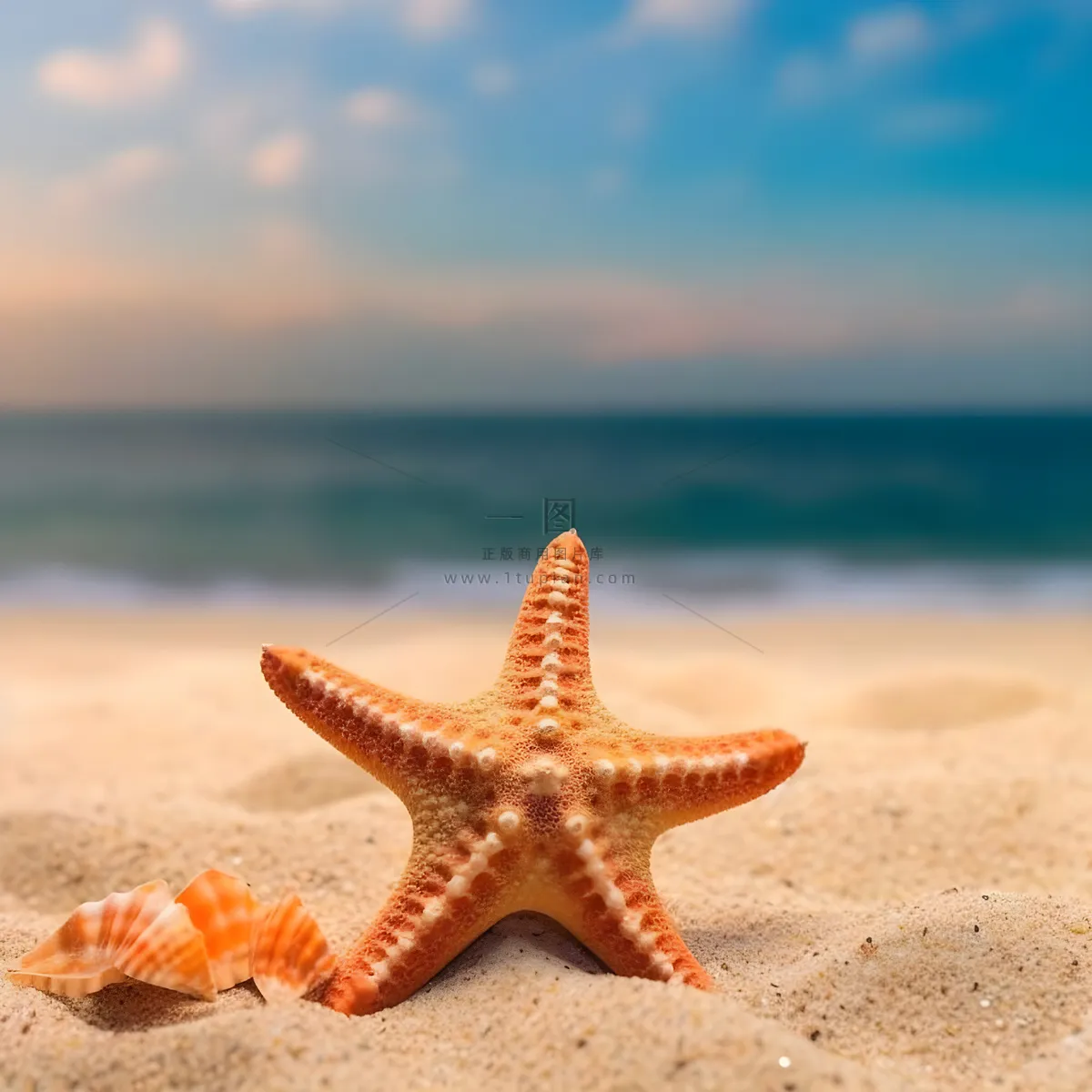 在沙滩上的海星的照片海滩背景地中海海滩背景沙子和大海