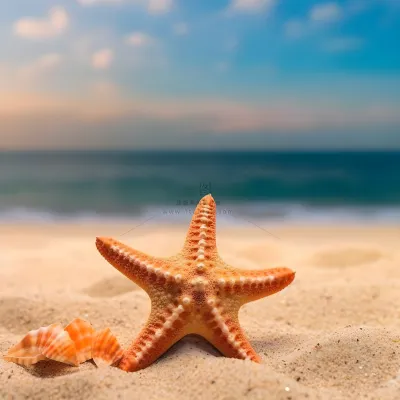 在沙滩上的海星的照片海滩背景地中海海滩背景沙子和大海