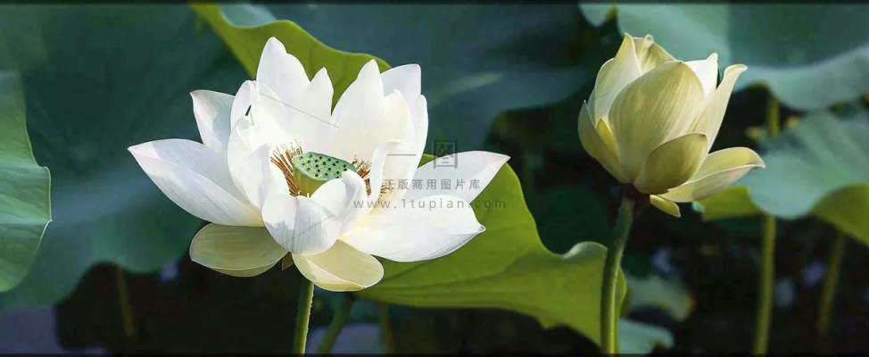 夏天白荷花荷花池，处暑小暑大暑夏至立夏摄影图