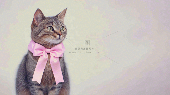 可爱的小猫萌宠宠物动物摄影图 可爱的小猫萌宠宠物动物摄影图