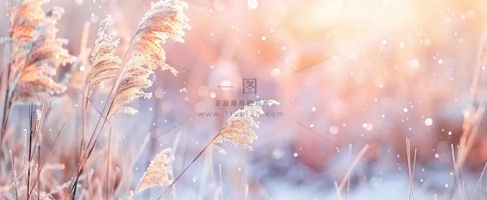 冬天下雪天的芦苇荡夕阳晚霞小雪大雪摄影图