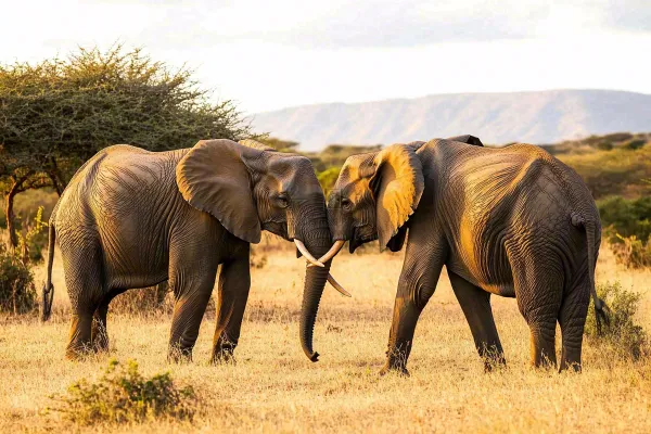 非洲大草原大象象群野生动物保护动物摄影图