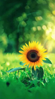 阳光下向日葵特写夏至夏天摄影图 阳光下向日葵特写夏至夏天摄影图