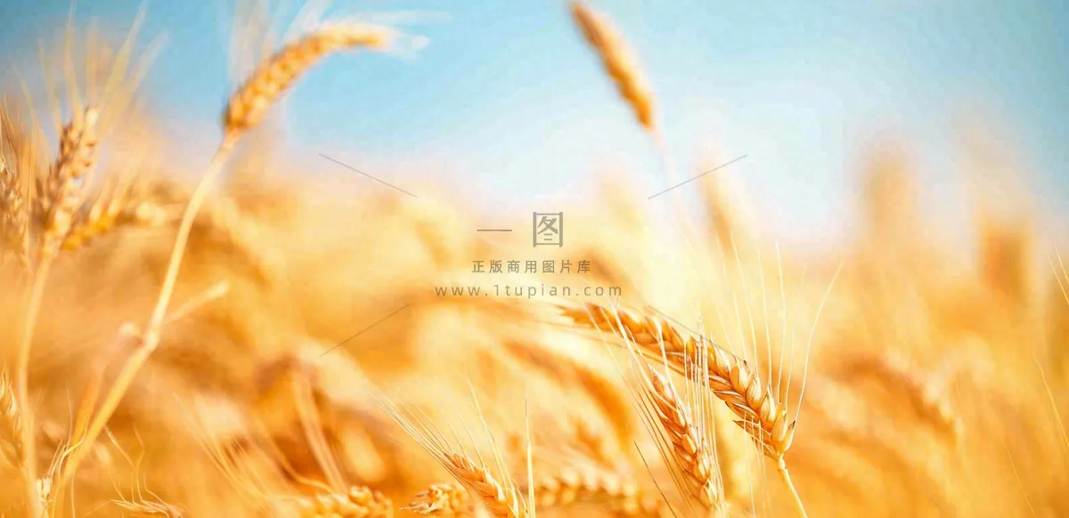 秋天成熟小麦地金黄小麦穗粮食芒种摄影图