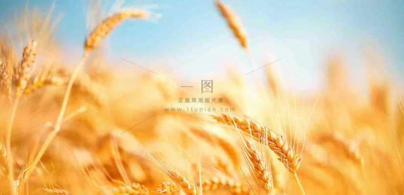 秋天成熟小麦地金黄小麦穗粮食芒种摄影图