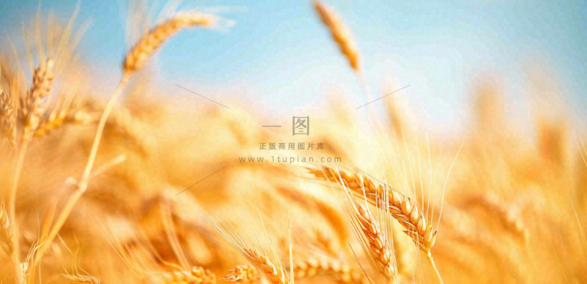 秋天成熟小麦地金黄小麦穗粮食芒种摄影图 秋天成熟小麦地金黄小麦穗粮食芒种摄影图