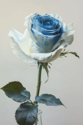 玫瑰花鲜花花朵摄影图