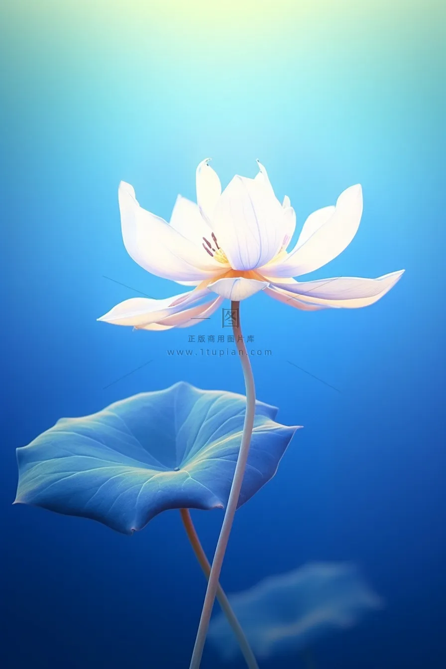 简约大气蓝色白荷花节气海报背景