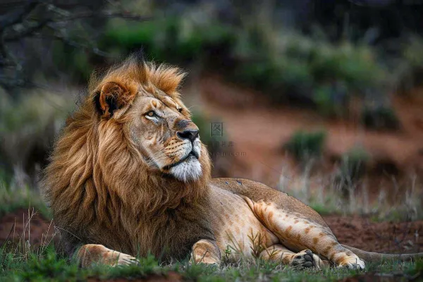 狮子雄狮动物非洲大草原保护动物摄影图