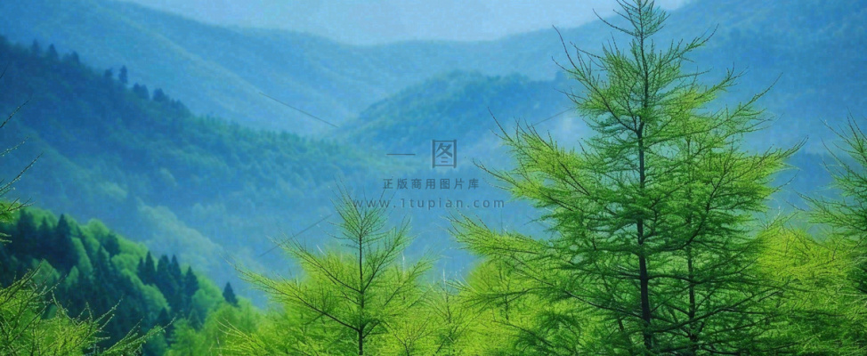 绿色树冠，绿色森林山脉，春天摄影图