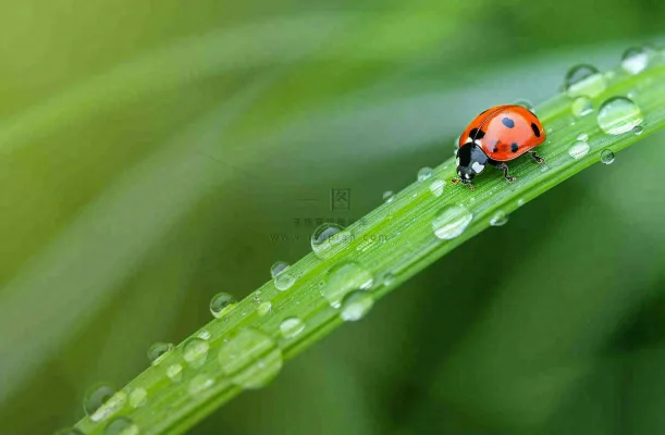 春天绿叶上的昆虫瓢虫露珠 雨水谷雨寒露摄影图 春天绿叶上的昆虫瓢虫露珠 雨水谷雨寒露摄影图