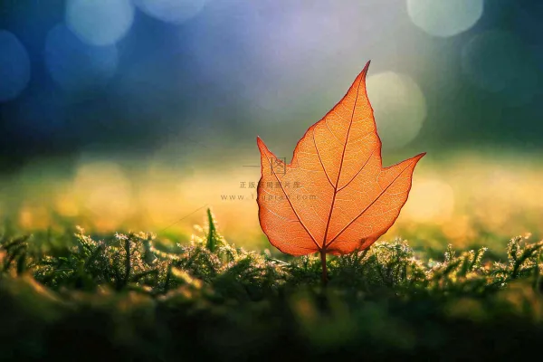 秋天掉落的落叶梧桐叶秋景秋分立秋摄影图 秋天掉落的落叶梧桐叶秋景秋分立秋摄影图