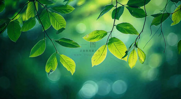 绿色树叶意境模糊光照叶子，春天夏日，春分立夏摄影图