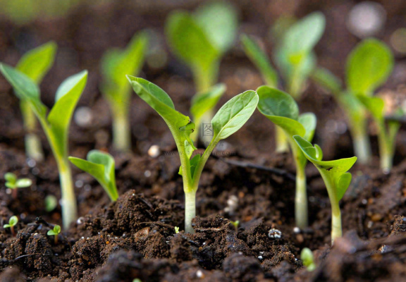 春天抽新芽发芽黑土地立春惊蛰摄影图