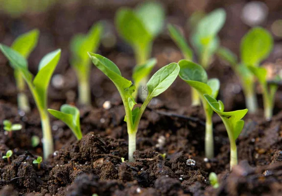 春天抽新芽发芽黑土地立春惊蛰摄影图