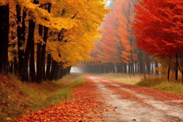 秋天公路边的枫树和银杏树落叶摄影图