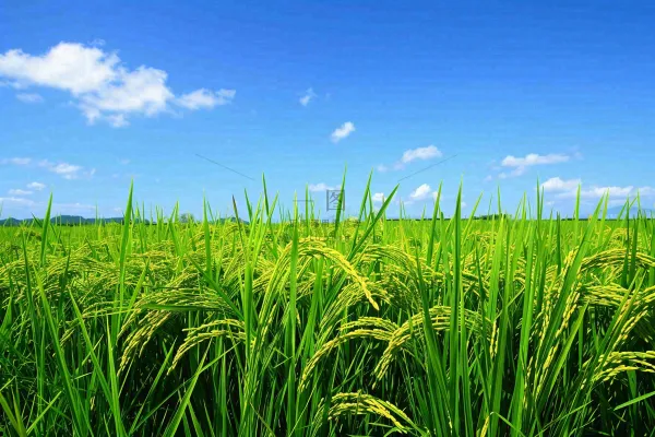 水稻稻穗农田种植生长摄影图