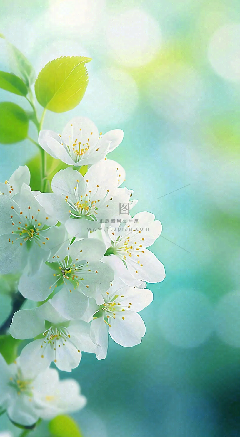 春天清新白色花朵枝叶，春分立春摄影图