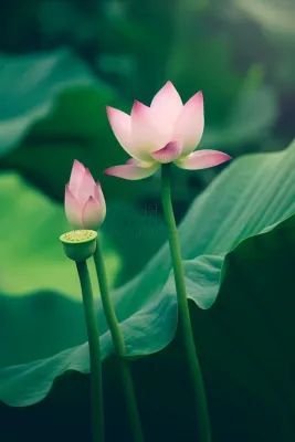 绿色清爽荷花节气背景