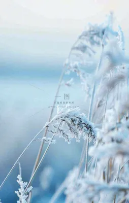 冬天白雪地里的芦苇植物小寒大寒寒露霜降摄影图