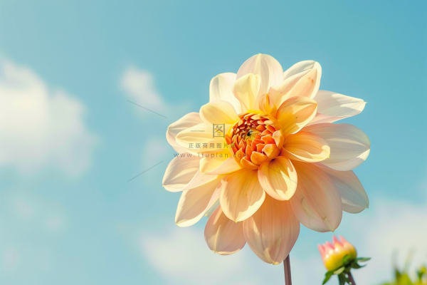 白粉鲜花花朵春夏摄影图