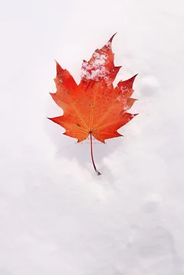 小雪简约清新冰雪秋叶节气海报背景 小雪简约清新冰雪秋叶节气海报背景