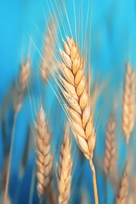 清新简约蓝色小麦海报背景 清新简约蓝色小麦海报背景