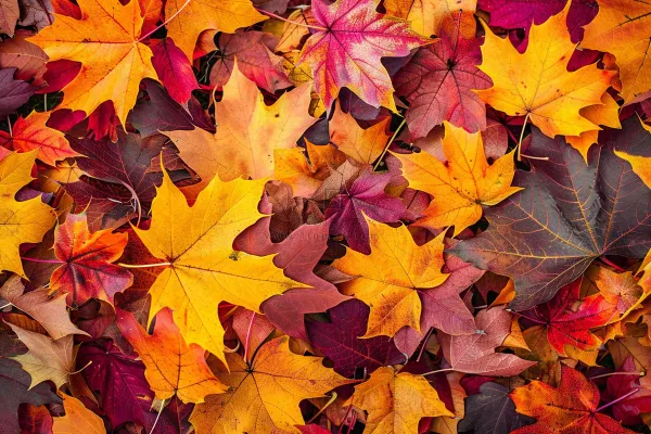 秋天金红落叶铺满地面立秋秋分摄影图 秋天金红落叶铺满地面立秋秋分摄影图