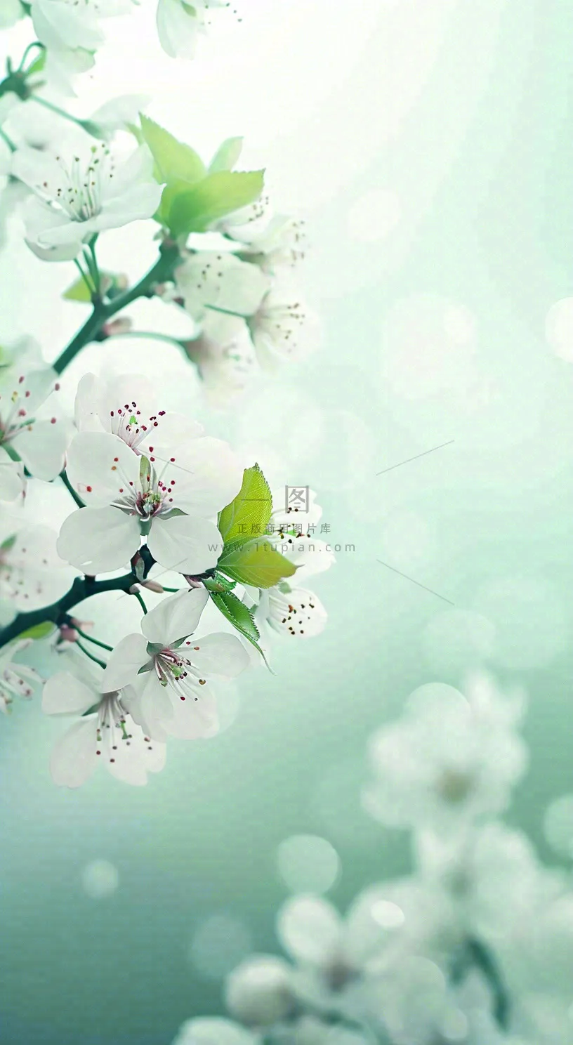 春天开满枝头的白色樱花花朵立春惊蛰春分摄影图