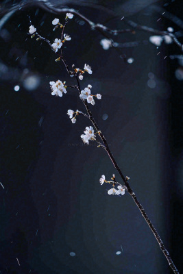 冬天雪花枝叶植物简约意境，冬季小雪大雪冬至摄影图