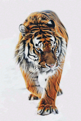 东北虎冬天雪地里的老虎摄影图