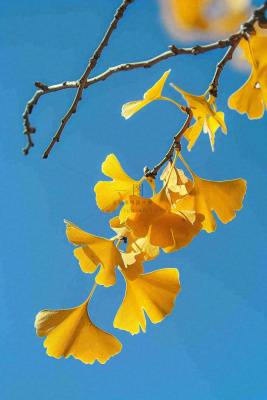 秋天黄色银杏叶树蓝色背景立秋处暑摄影图 秋天黄色银杏叶树蓝色背景立秋处暑摄影图