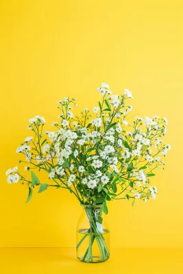 小雏菊白色花朵花瓶黄色背景摄影图