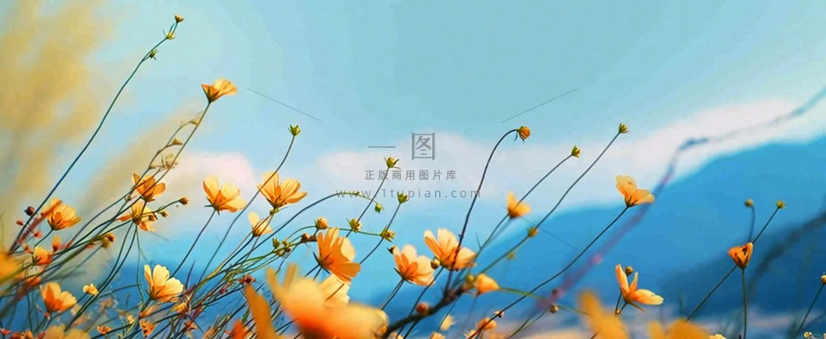 简约橙色小花鲜花，蓝色天空山脉虚幻意境摄影图