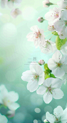 春天白色的樱花花朵开满枝头立春惊蛰春分摄影图