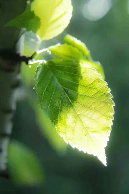 春夏阳光下的绿叶树叶绿荫立夏小暑大暑摄影图