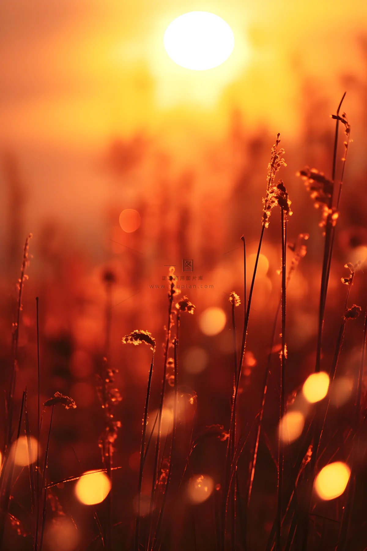 落日枝叶露珠意境晚霞背景