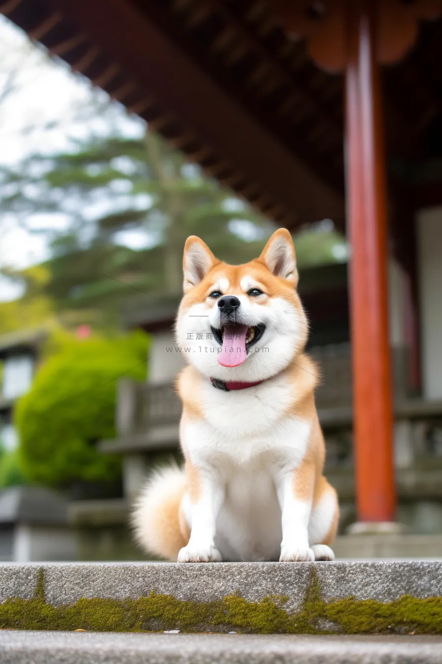 一只可爱的柴犬宠物狗坐着台阶上开心摄影图