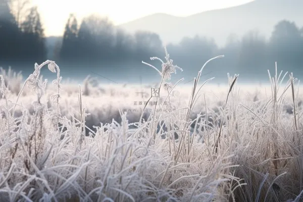 白霜植物叶子雾凇摄影图 白霜植物叶子雾凇摄影图