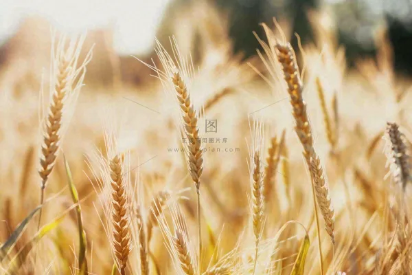 金黄成熟的小麦麦穗农田芒种秋天丰收摄影图