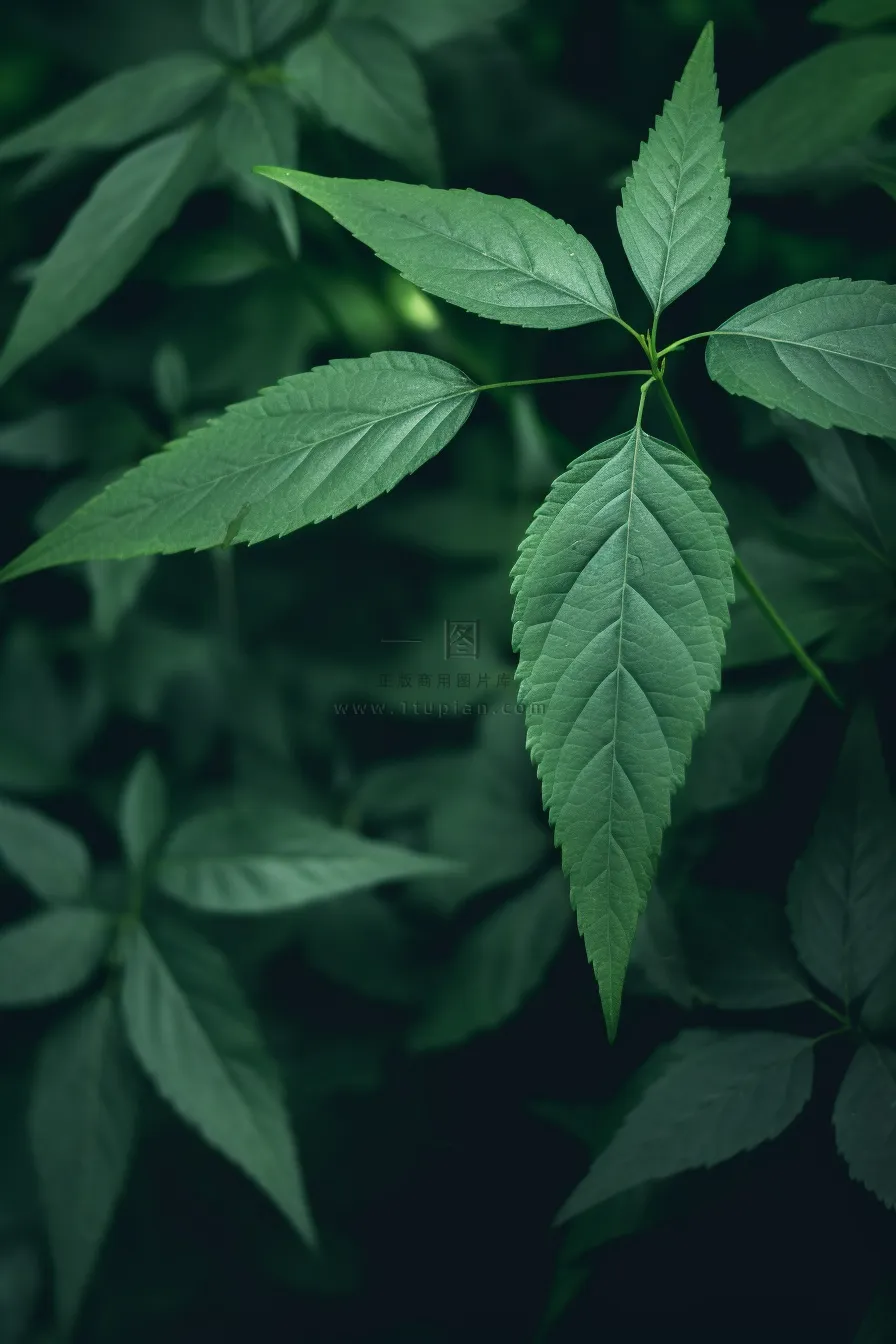 简约树叶清新绿色大气摄影背景