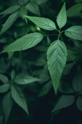 简约树叶清新绿色大气摄影背景 简约树叶清新绿色大气摄影背景