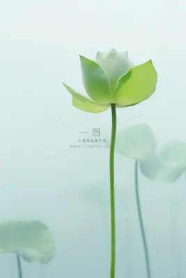 荷叶简约清新淡绿色背景 荷叶简约清新淡绿色背景