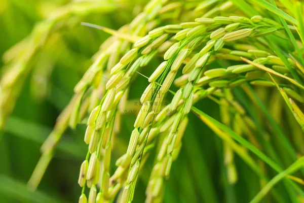 水稻农田种植粮食稻穗摄影图