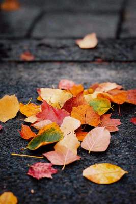 秋天道路上的落叶秋分摄影图 秋天道路上的落叶秋分摄影图