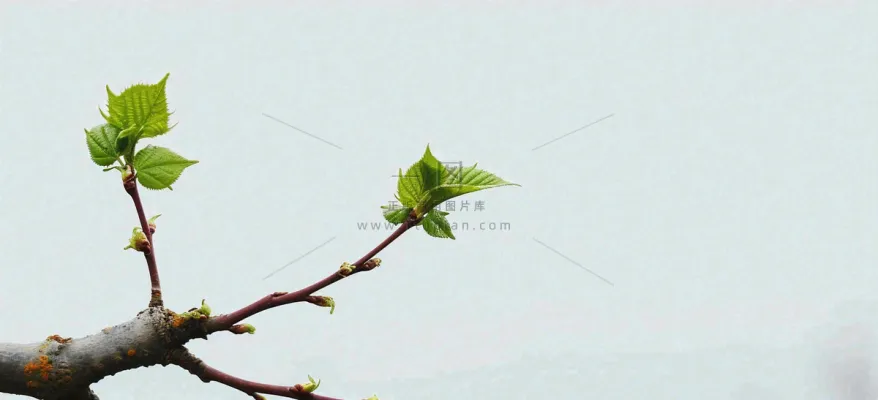 春天枝叶萌芽发芽绿叶，简约清新立春摄影图