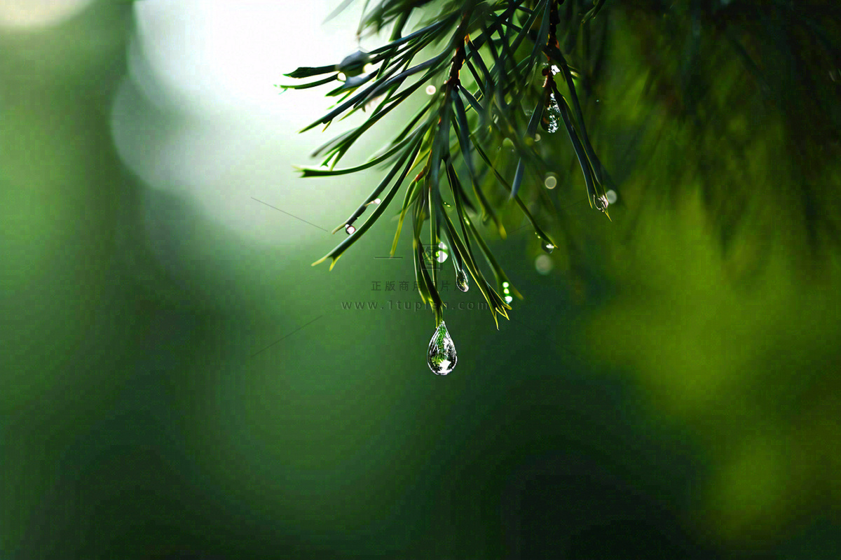 绿色树林里面下雨过后的松枝挂着水滴摄影图